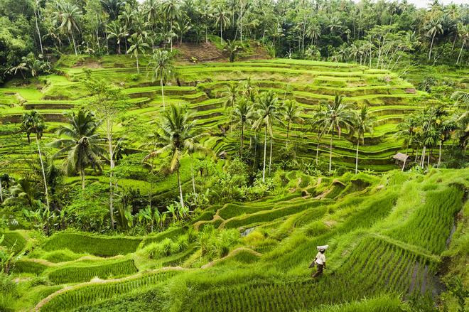 Los inmensos arrozales de Bali