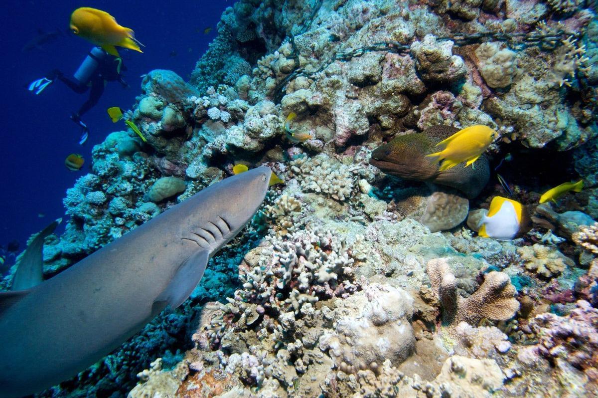 Tiburón arrecife y morena