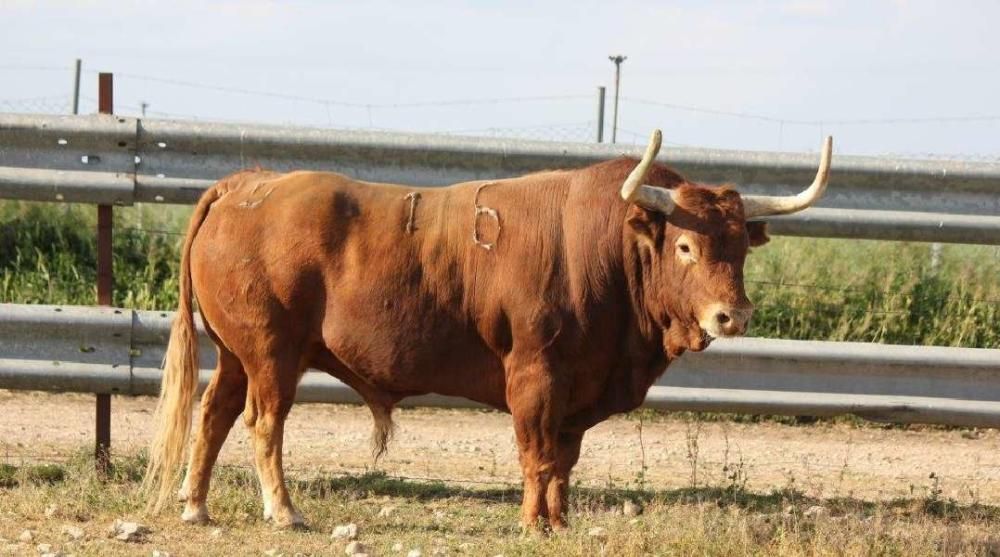 Toro Enmaromado 2017: Razonador