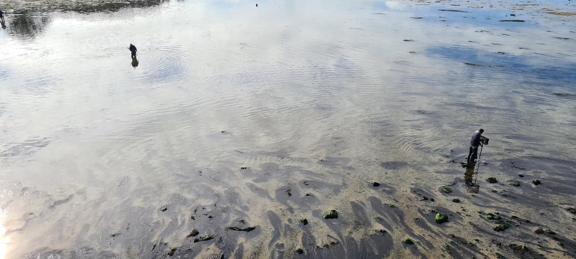 La pesca artesanal del chopo subsiste bajo el puente de A Toxa