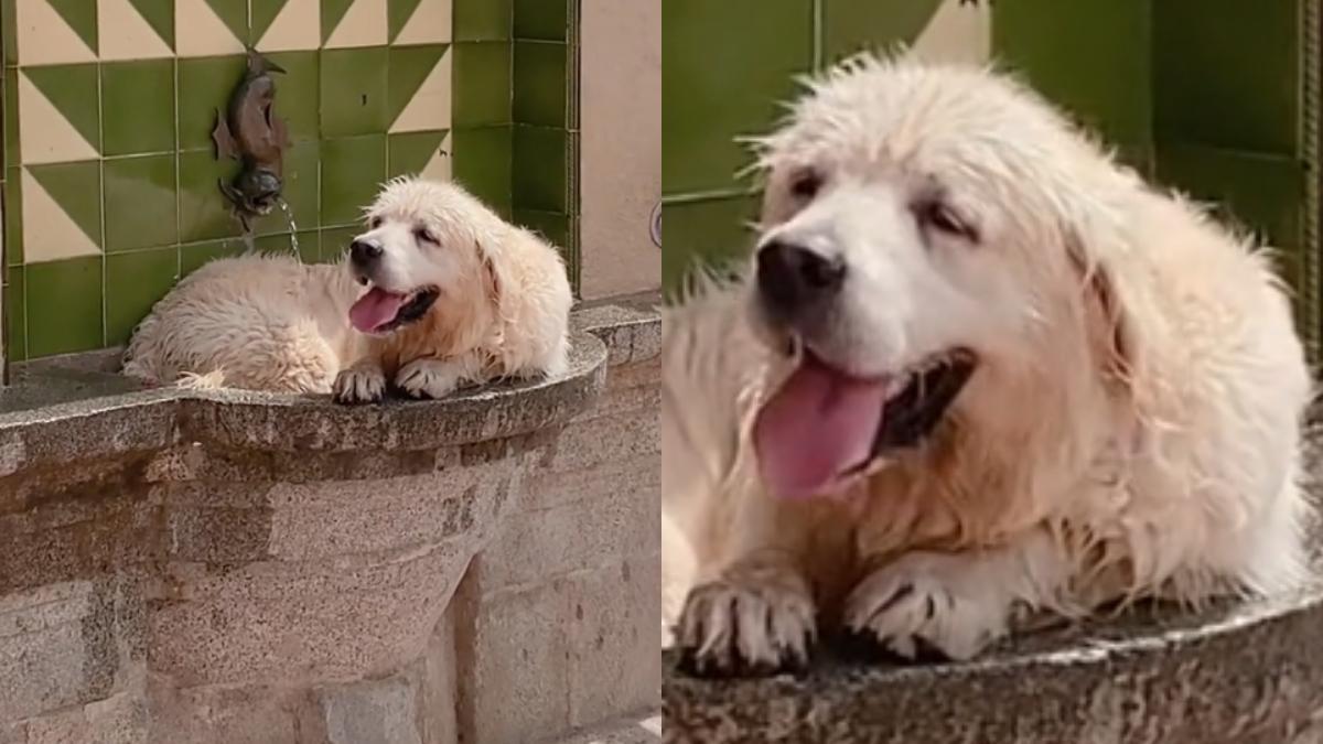 Un Golden Retriever a la sombra