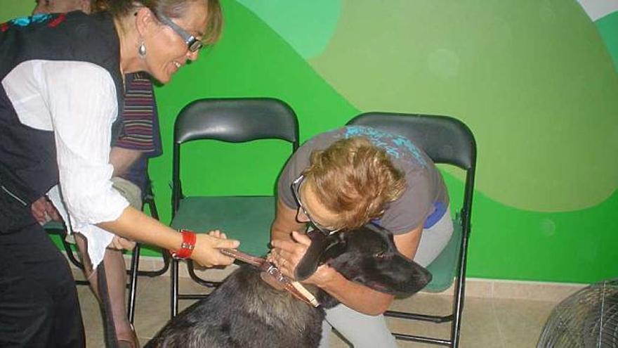Los perros ayudan a los enfermos de alzheimer en la asociación AFA Marina Baixa.