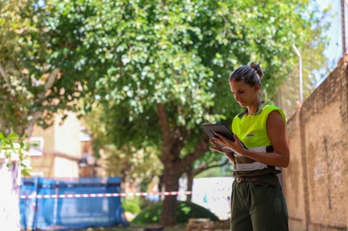 Los técnicos de Parques y Jardines del Ayuntamiento revisarán 15.000 árboles de Sevilla para prevenir caídas por calor