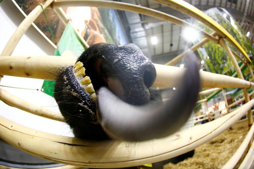 A water buffalo is seen during the opening of ...