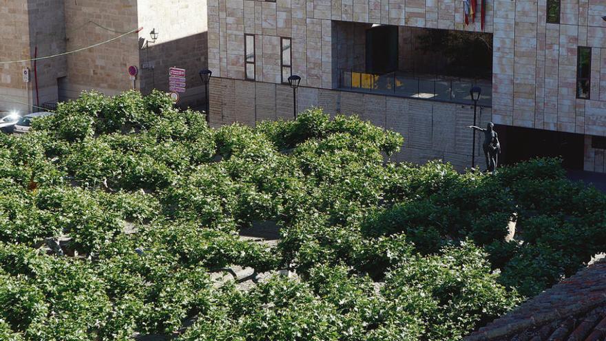 Plataneros de la plaza de Viriato, tratados contra las plagas de hongos e insectos.