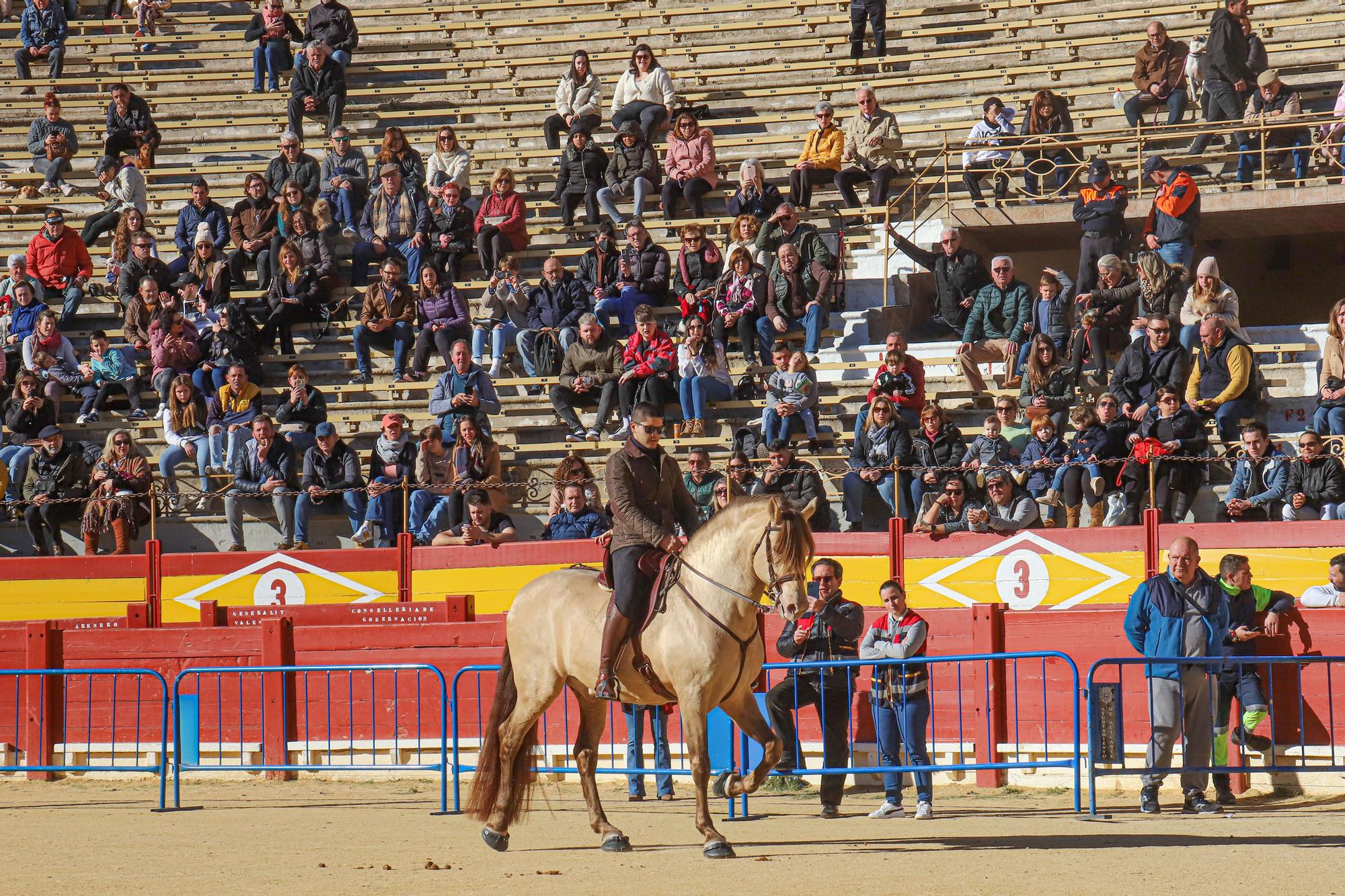 Concurso ecuestre y Bendición de animales por San Antón en Alicante