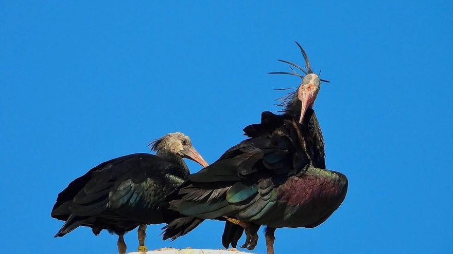 Fotogalería | El retorno, "acompañado", del ibis eremita a La Serena