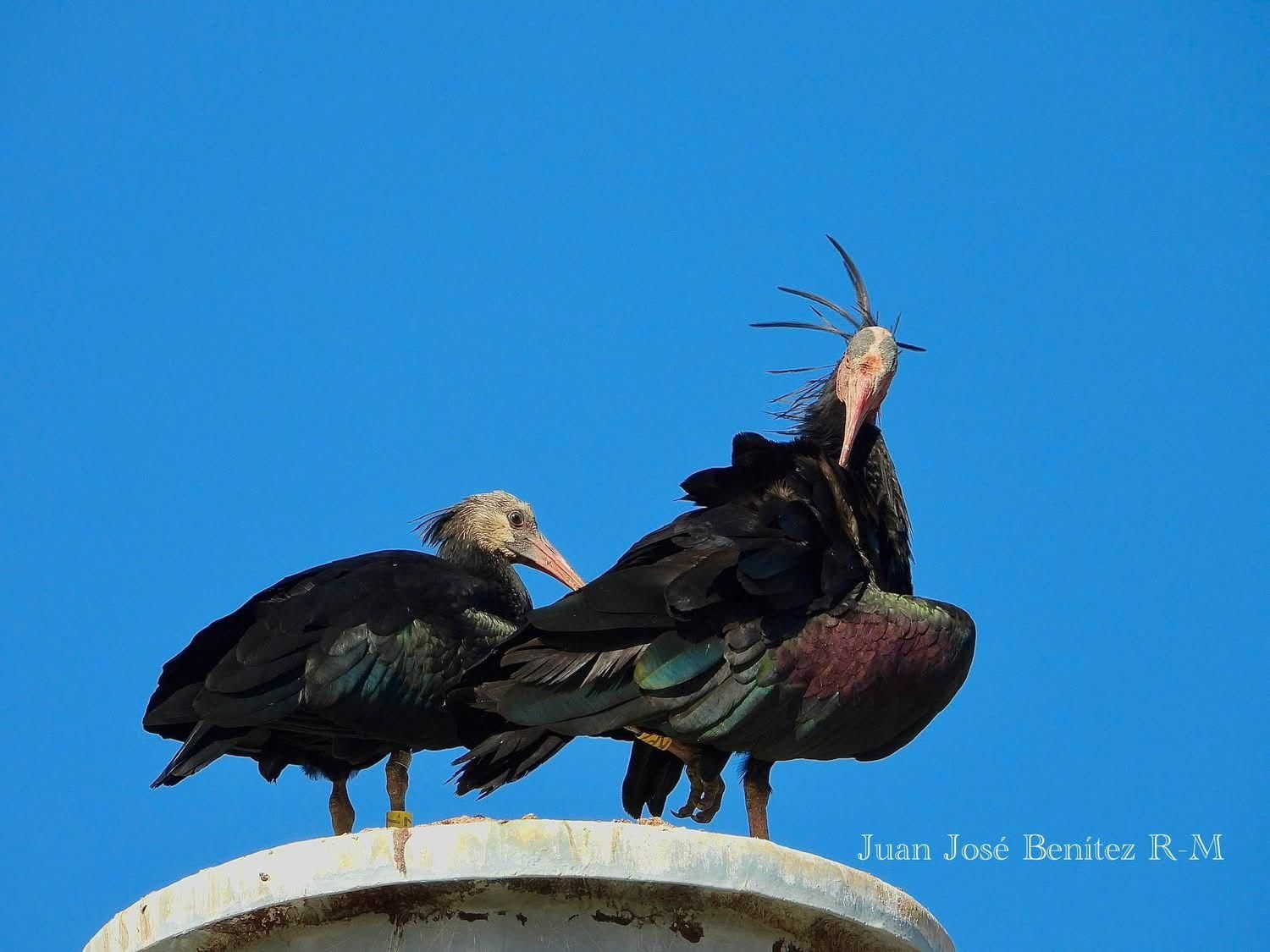 Fotogalería | El retorno, &quot;acompañado&quot;, del ibis eremita a La Serena