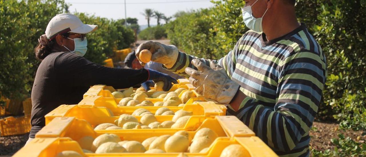 Imagen de la recolección de limón en el campo de la Vega Baja