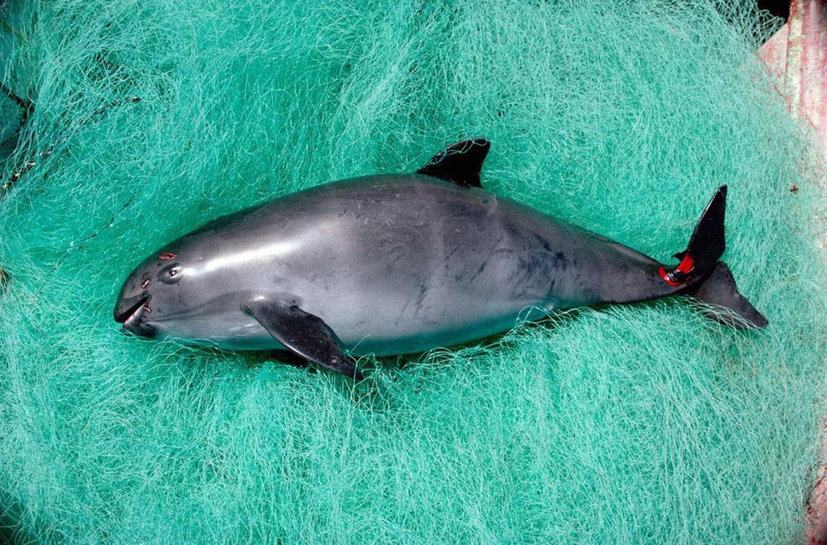 Las redes de enmalle han llevado a la vaquita al borde de la extinción.