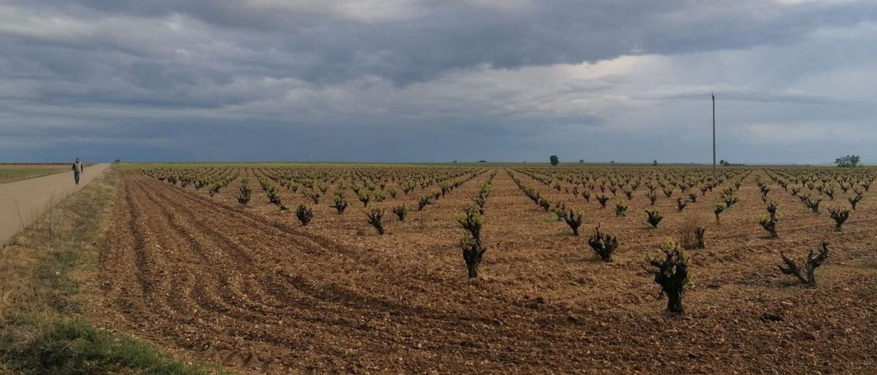 Parcela cultivada con viñedos en un pago del municipio de Morales de Toro. | M. J. C.