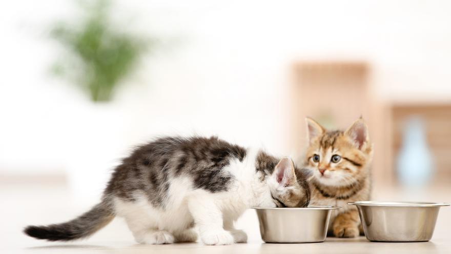 Diez alimentos que tu gato no puede comer