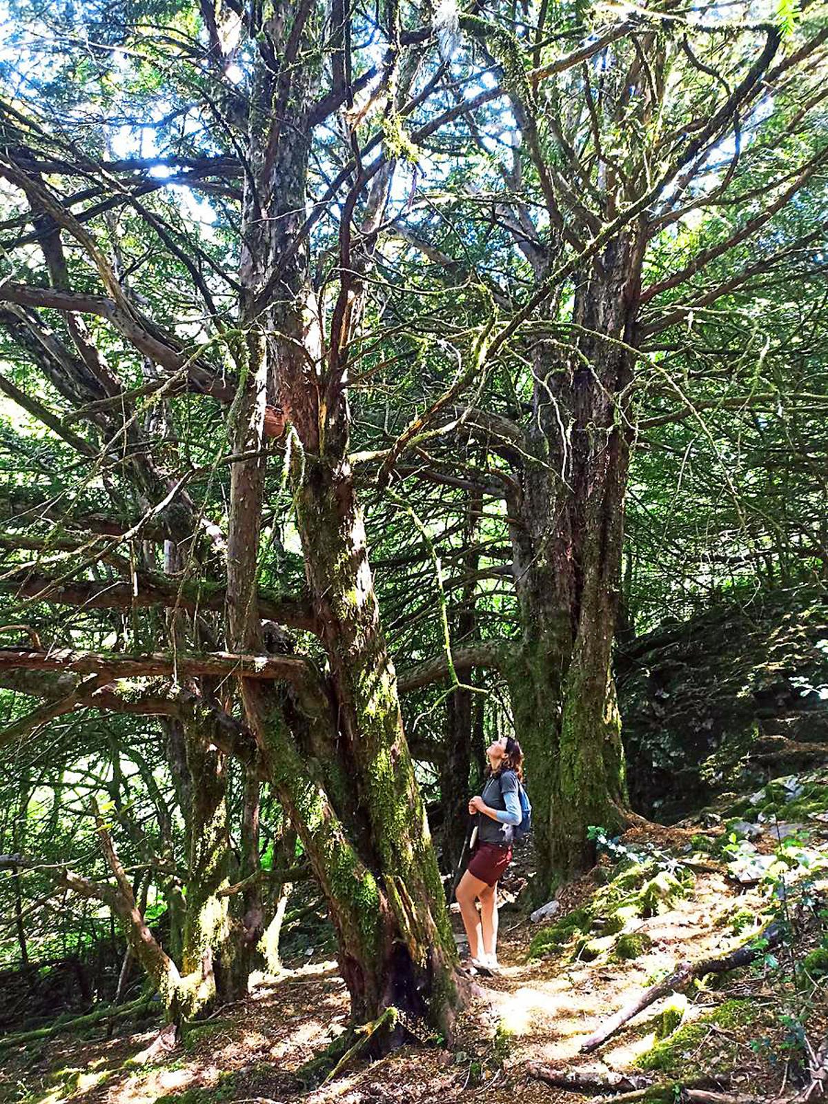 Trevinca, Casayo (Carballeda de Valdeorras, Ourense). Ruta circular por eTeixadal de Casaio desde Alto de la Cabrita y Valborraz. Es uno de los pocos bosques naturales de tejos y más importantes de Europa, una de las pocas reservas de tejo común o negro ("Taxus baccata") existentes en el planeta, y el bosque (monte) más antiguo de Galicia (además de ser el único de estos árboles, los tejos)