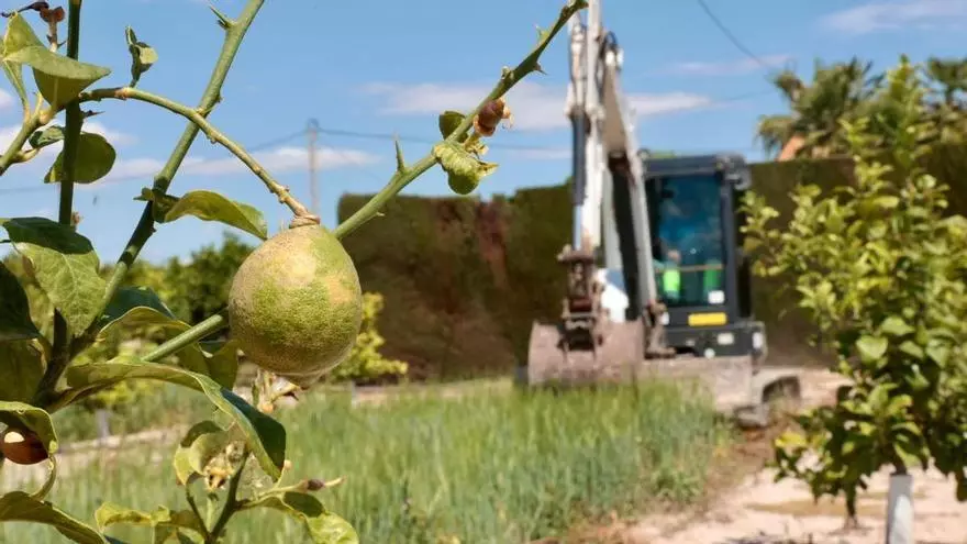 Un virus detectado en la Vega Baja y el Camp d'Elx que afecta a los cítricos obliga a arrancar parcelas