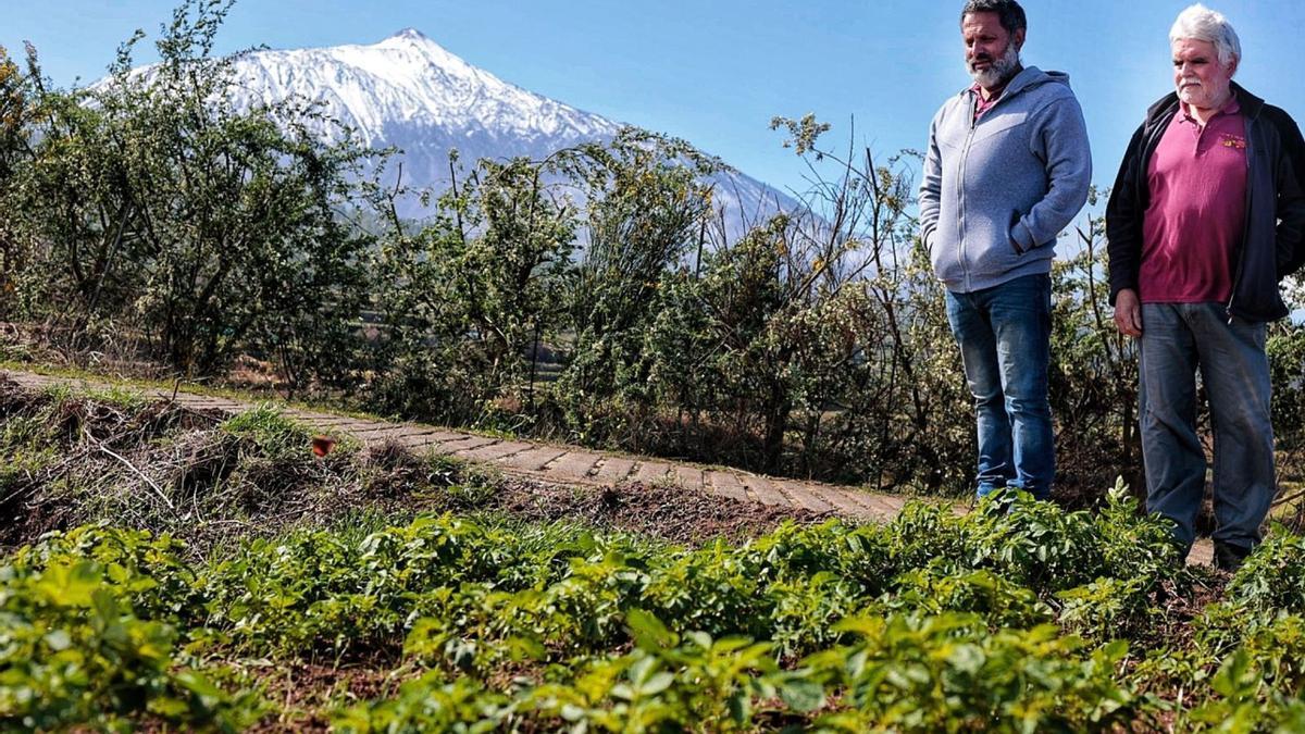 Las huertas de Icod el Alto son desde hace 400 años el refugio de algunas de las variedades más antiguas de papas. Un tesoro agrario y gastronómico que cuidan agricultores como Anatolio Luis (izquierda) y Francisco González (derecha), capaces de distinguir los diferentes tipos de tubérculos a través de sus  flores. | maría pisaca