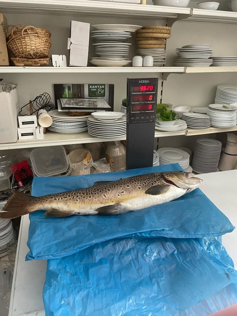 La trucha "gigante" que salió a cebo del río Eo