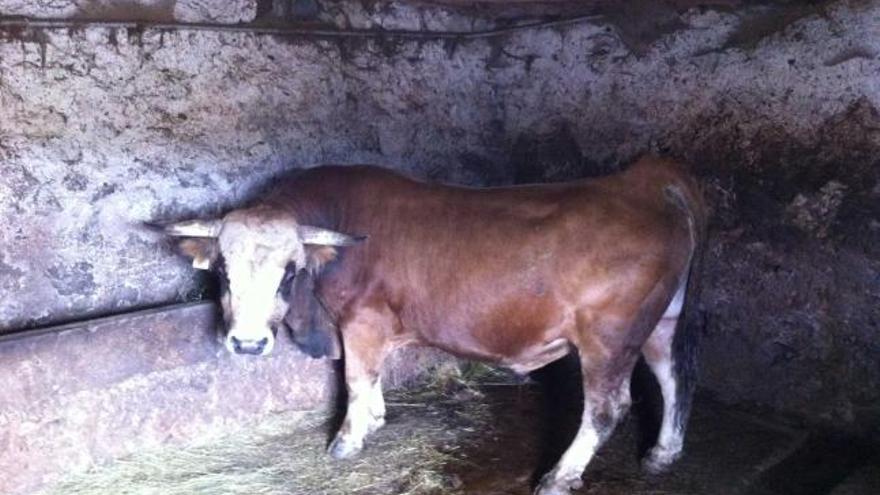 El toro que fue prindado el pasado verano en el puerto leonés de Pinos.