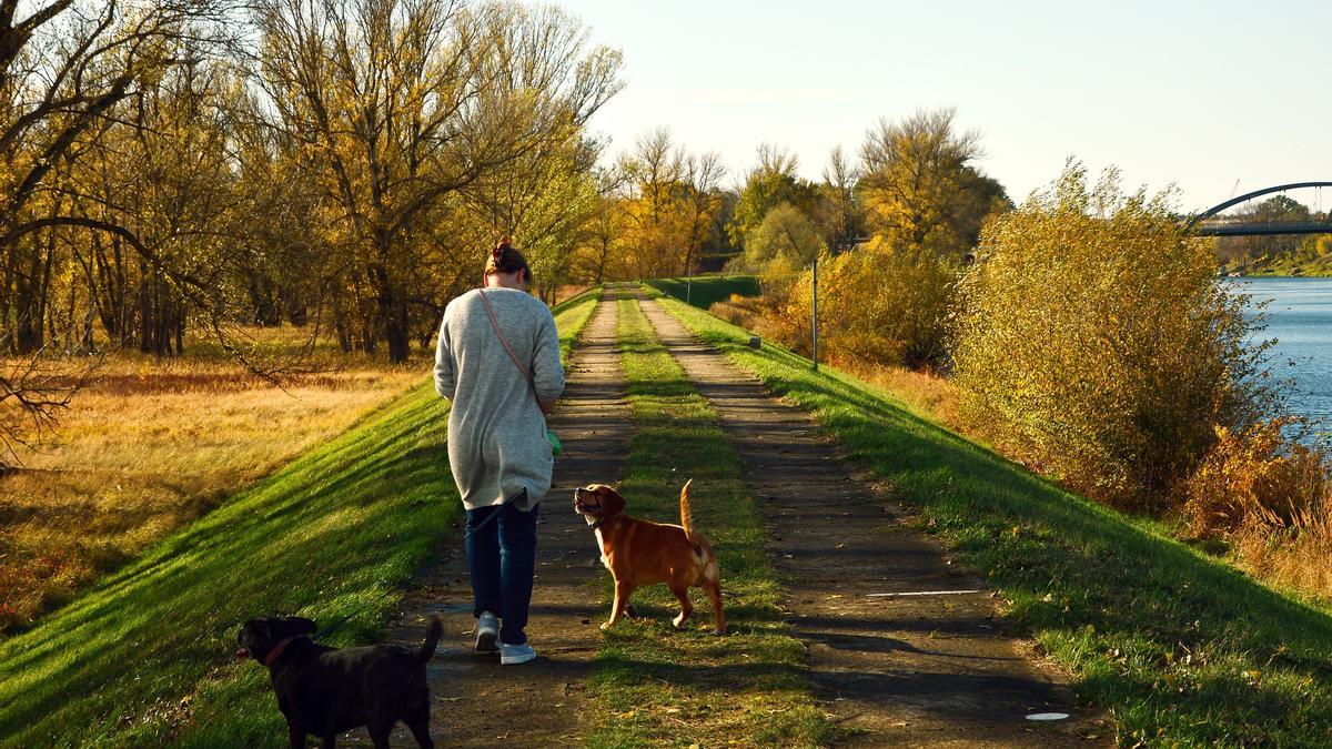 Imatge d&#039;arxiu d&#039;una dona passejant dos gossos