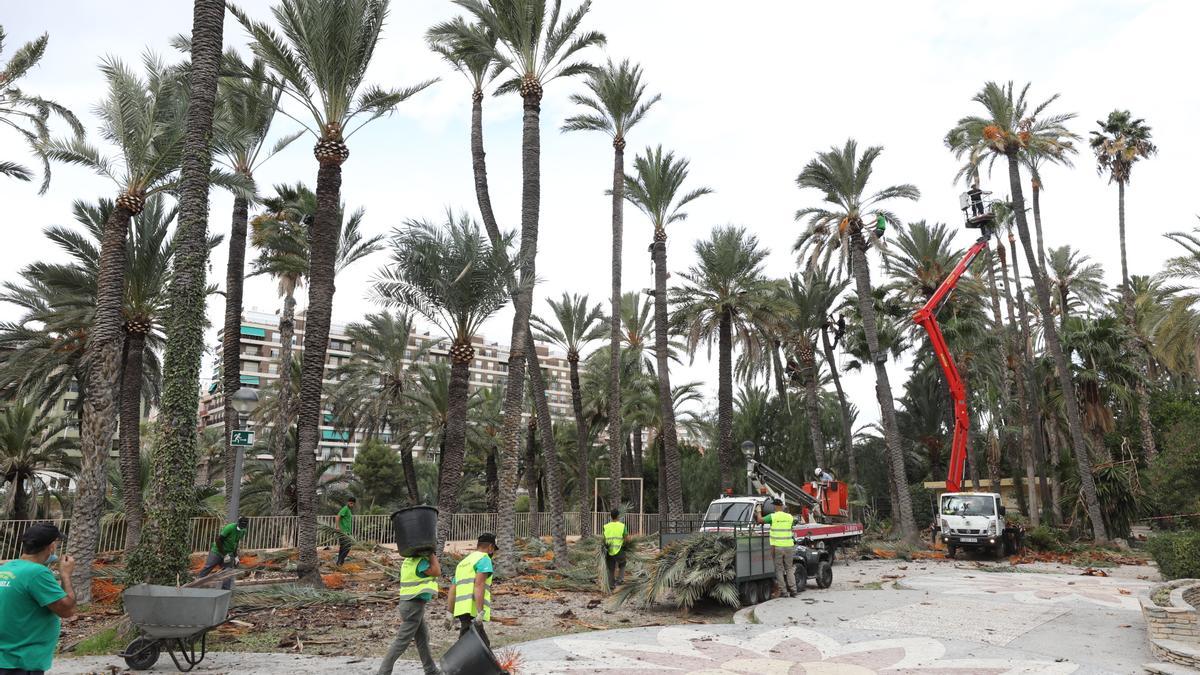 Poda de palmeras, hace escasos días en Elche