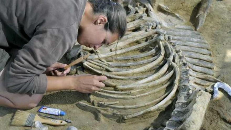 Una paleontóloga limpia los restos del bóvido.
