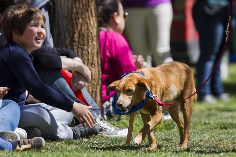 III Feria del Bienestar Animal en Valencia