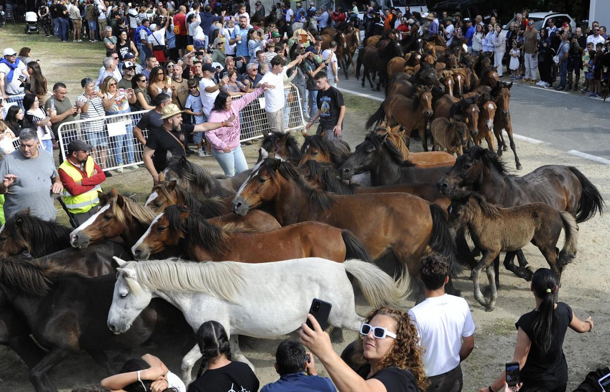 Pistoletazo de salida a la Rapa de Sabucedo 2024