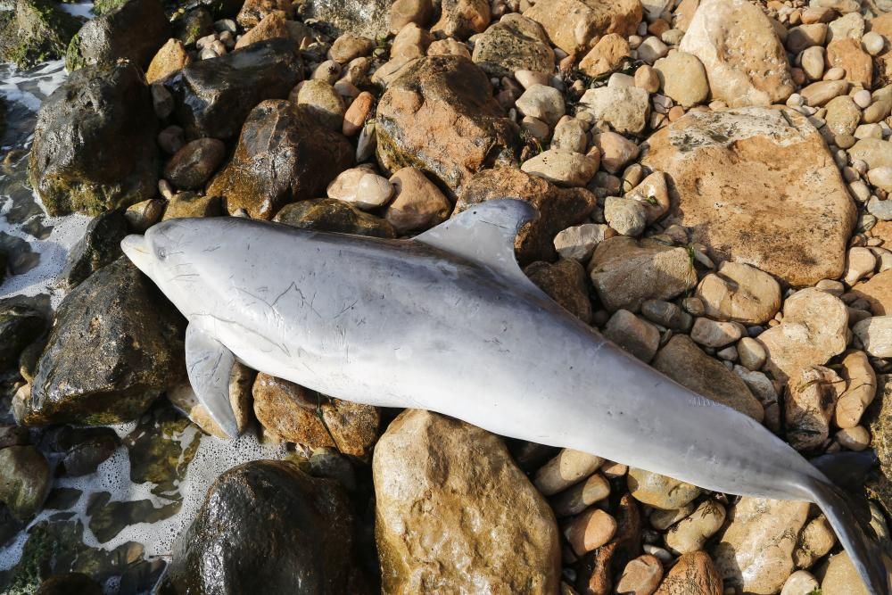 El Ayuntamiento retira el cadáver de un delfín mular varado en las calas de Torrevieja