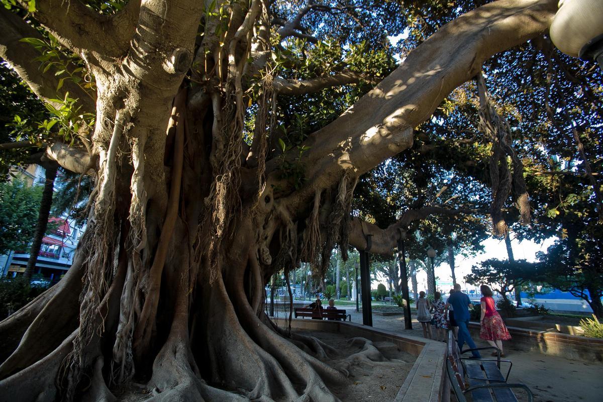 El parque de Canalejas de Alicante y sus ficus centenarios
