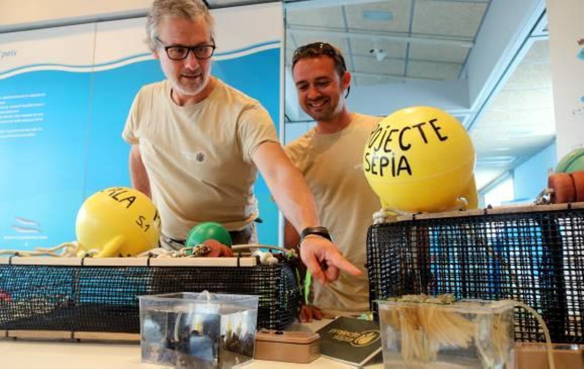 El Projecte Sèpia multiplica les incubadores per sis i recull 464.000 ous