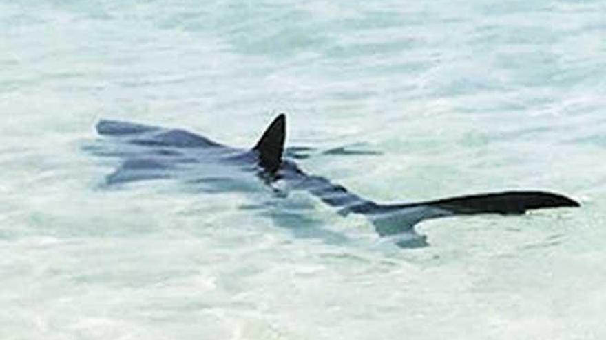 Biologen bezweifeln häufige Hai-Besuche vor Mallorca