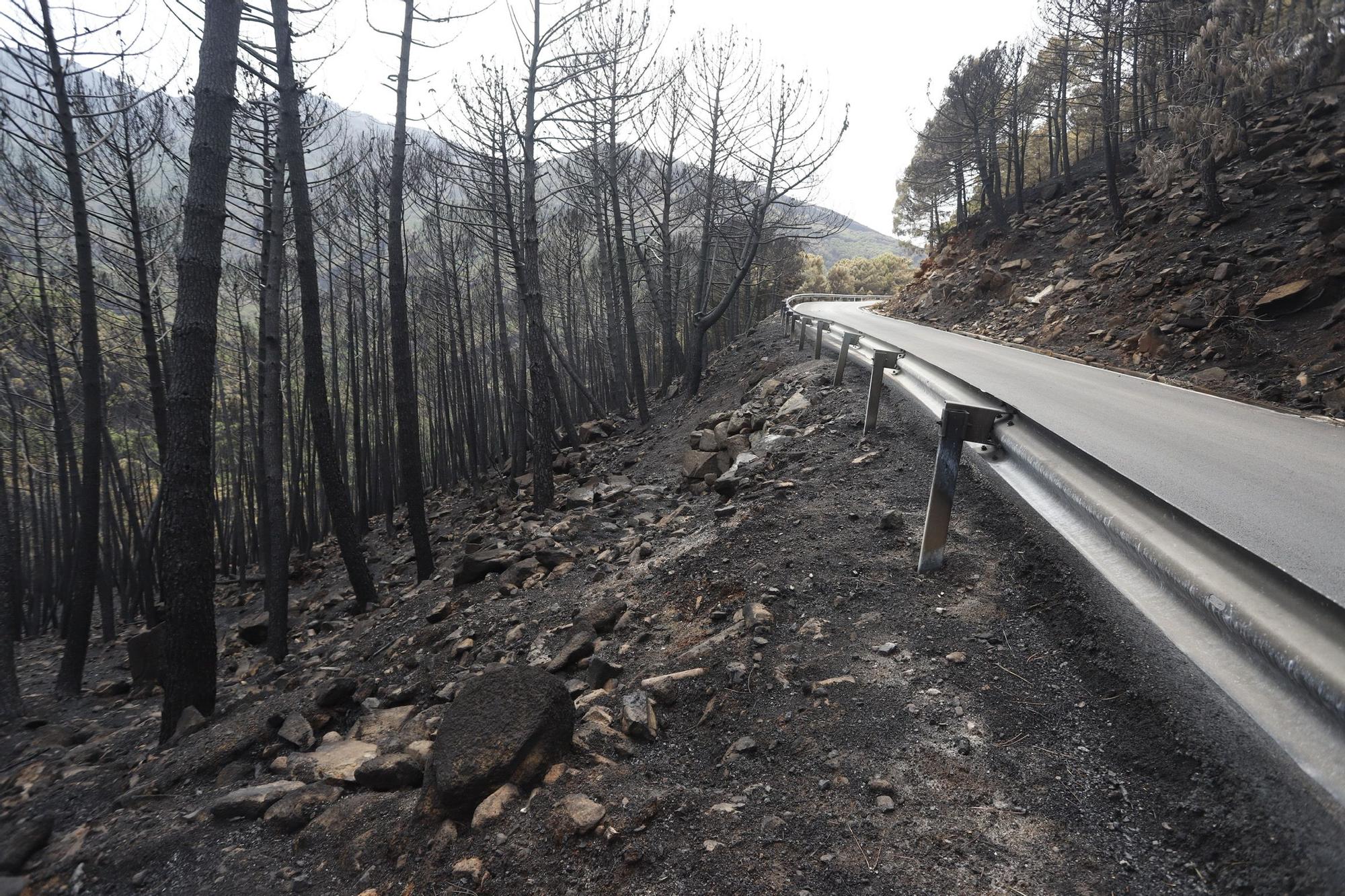 El Paraje de las Peñas Blancas en Estepona arrasado por el fuego