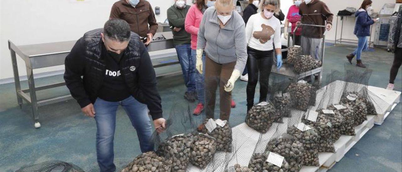 Trabajadores de la lonja de Vigo con dos sacos de almeja, una de las especies más afectadas por la caída de precios. / PABLO HERNÁNDEZ