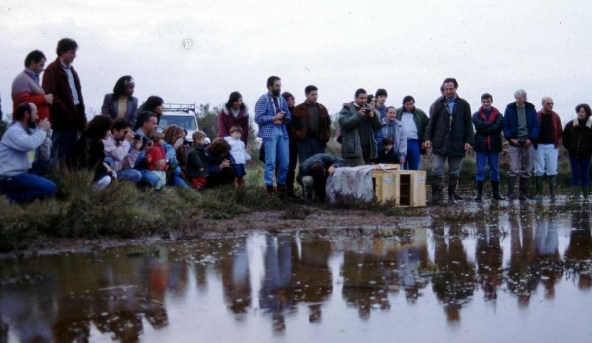 La llúdriga betejada com a Roc i alliberada a finals de 1995