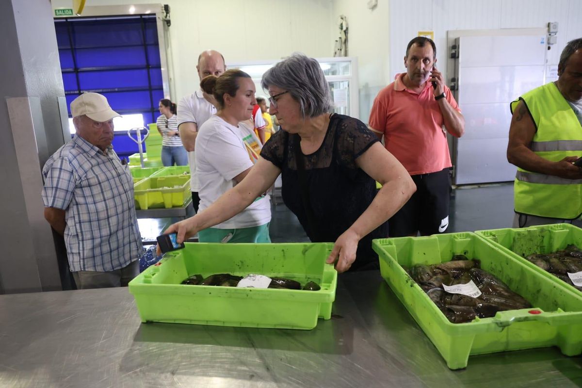 La subasta de choco en la lonja grovense, ayer.