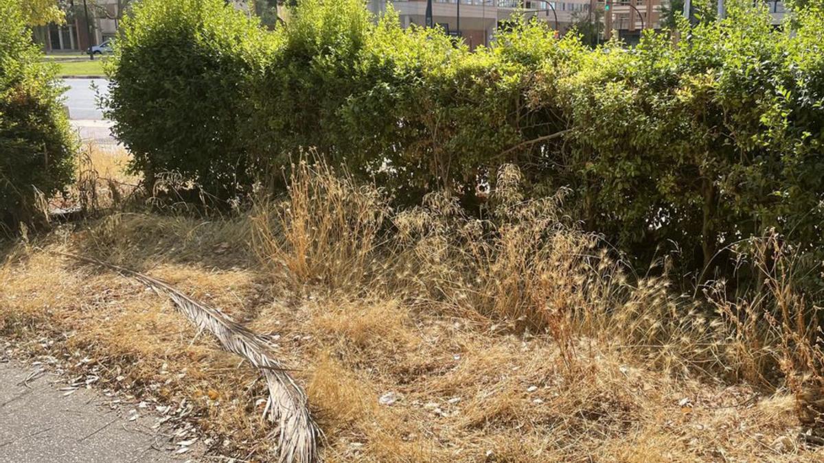 Zona verde seca en la ciudad. | LEVANTE-EMV