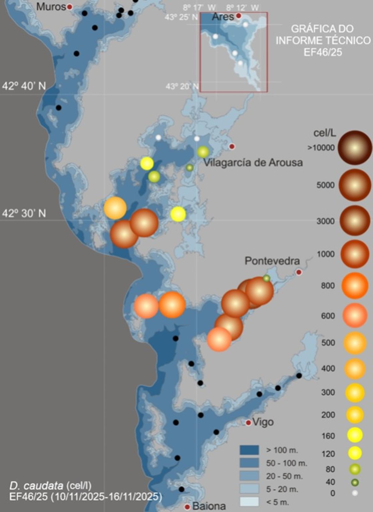 Los «Dinophysis caudata» también están extendidos.