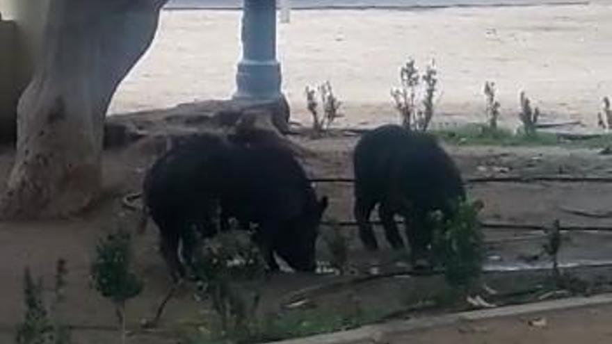 Vídeo: Los jabalís se adentran en el Parque Ribalta de Castelló