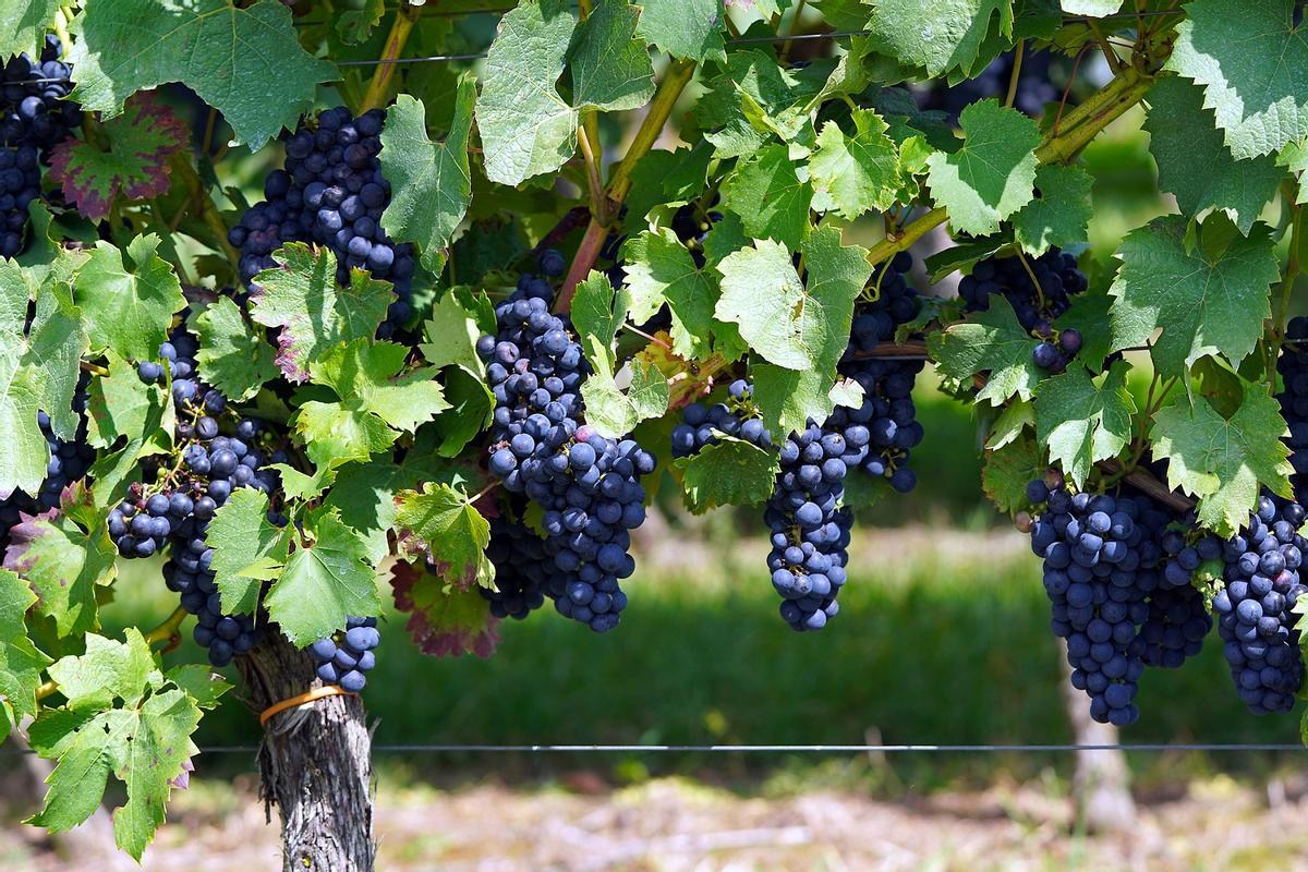 Las uvas ocupan amplias áreas agrícolas en España
