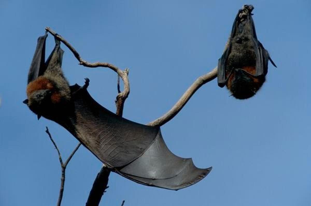 Estos murciélagos son también conocidos como Zorros Voladores de Cabeza Gris por su gran tamaño