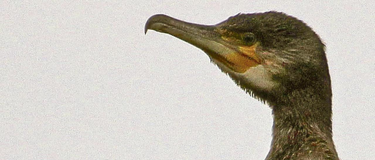 Un cormorán grande, el ave que según los pescadores supone una amenaza para los salmones.