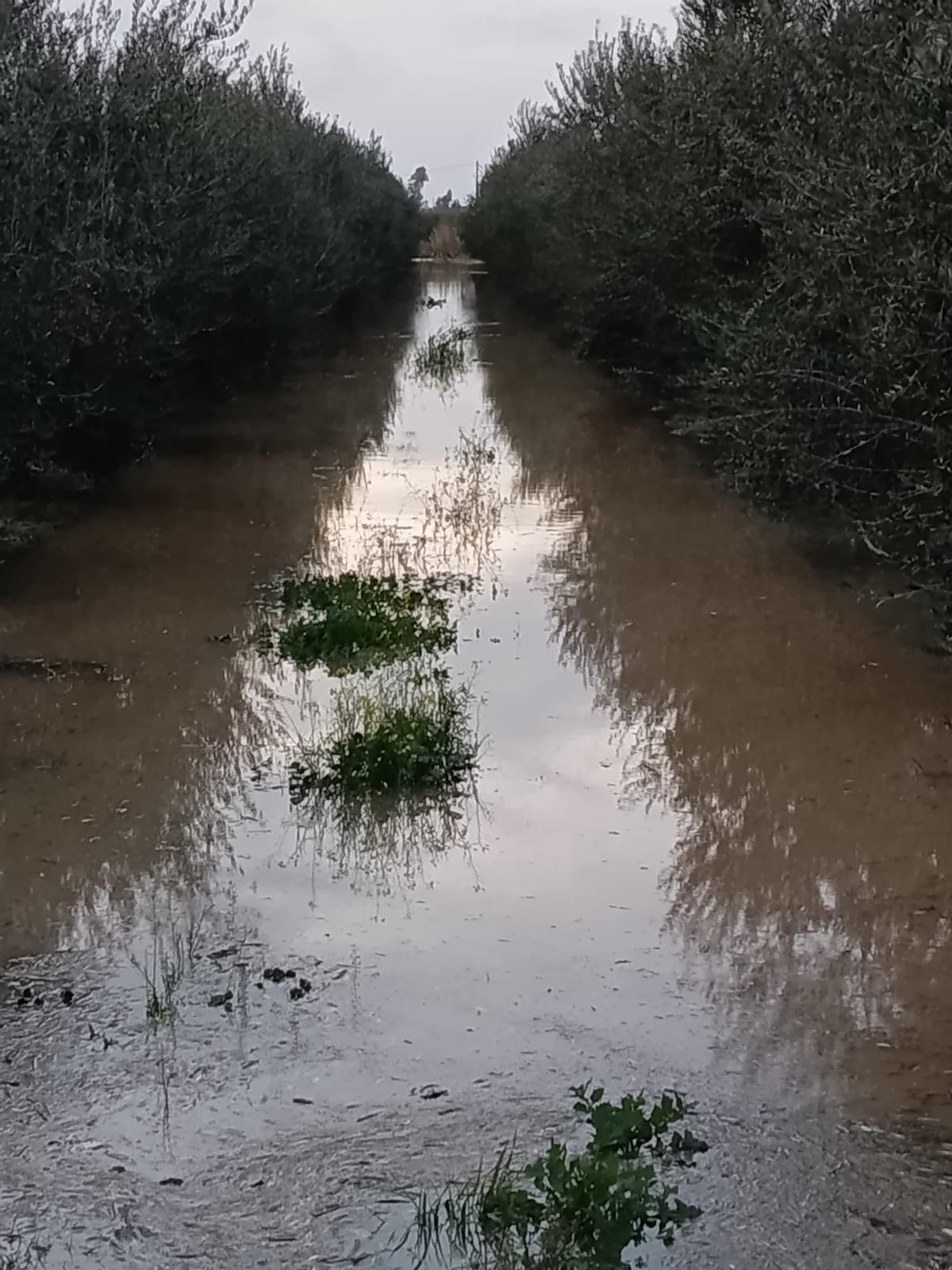 Fotogalería | Cultivos anegados en fincas de Mérida por la sucesión de borrascas