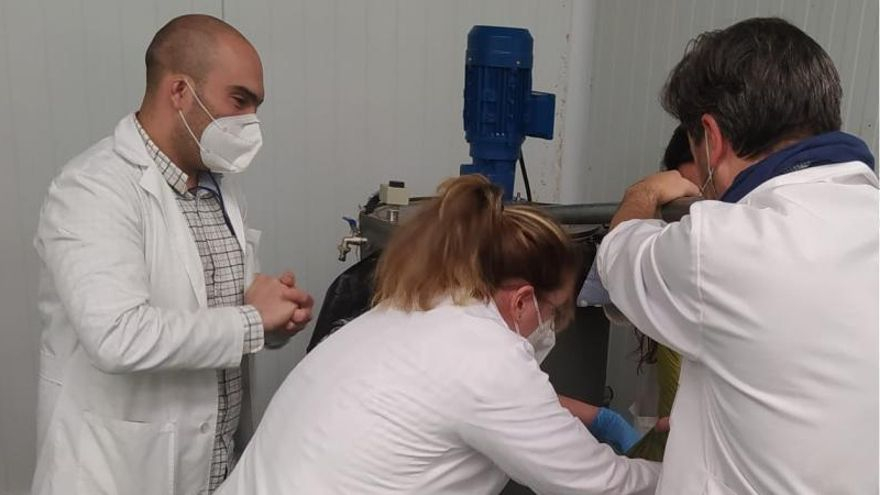 Investigadores de la UVigo producen el extracto de wakame.