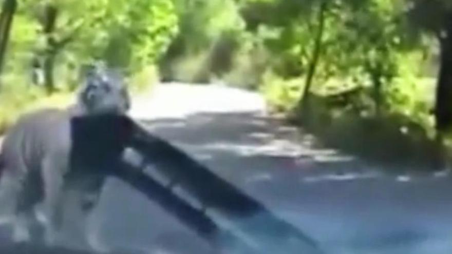 Vídeo: un tigre arrenca el para-xocs d&#039;un vehicle en una reserva de la Xina