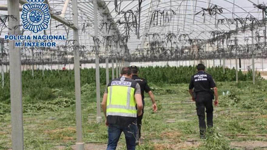 Desmantelan el invernadero de marihuana más sofisticado de Europa, en Murcia