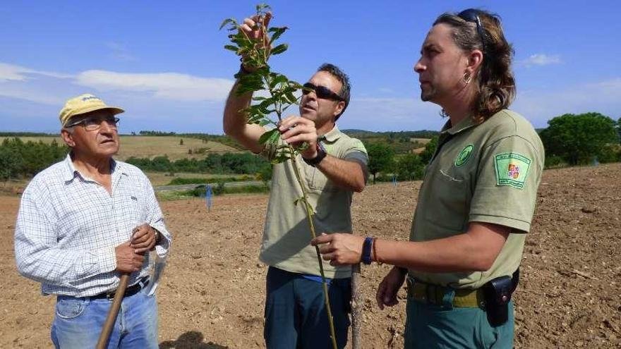 Forestales proceden a la revisión de un castaño joven .