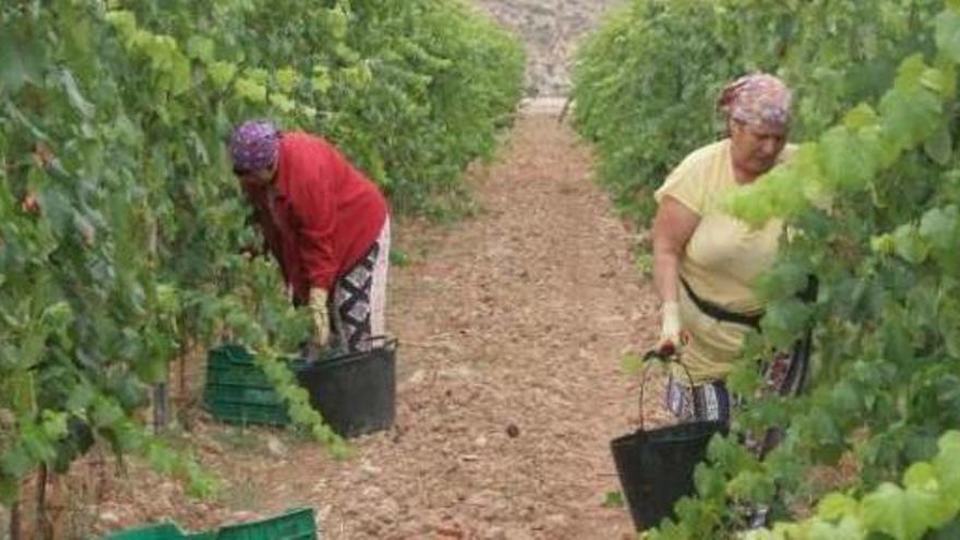 La recolección de la variedad de uva de mesa Aledo ha arrancado en las viñas del Vinalopó.