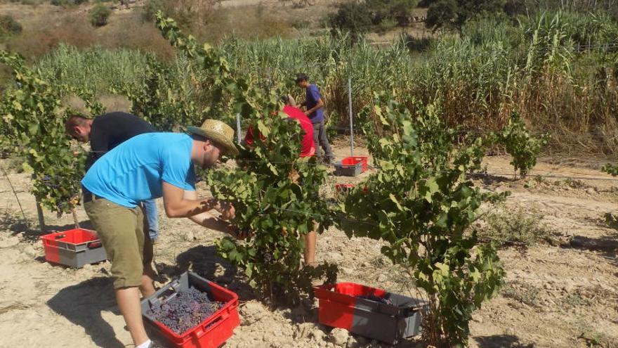 Un dels treballadors de l´Oller del Mas recollint el raïm.