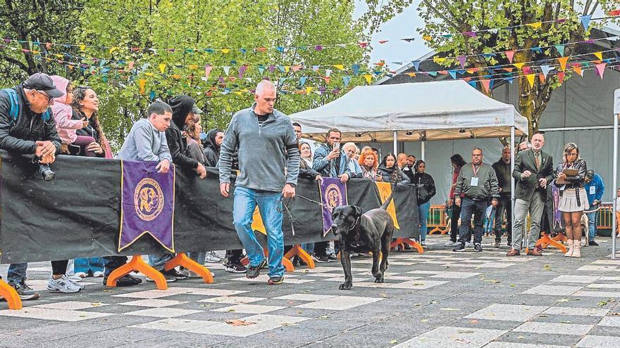 Hades de Hacaislu reina otra vez como mejor presa canario