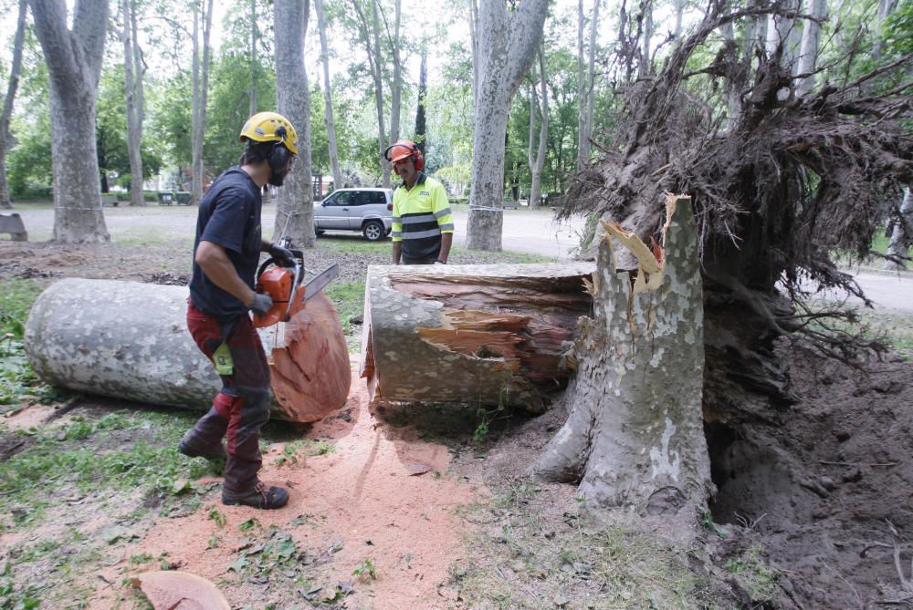 Cau un plàtan de 62 metres al parc de la Devesa