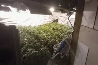 Tres detinguts per tenir prop de 500 plantes de marihuana i 20 quilos de cabdells en una casa de Tossa de Mar